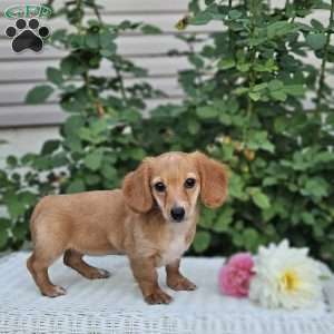Buttercup, Dachshund Puppy